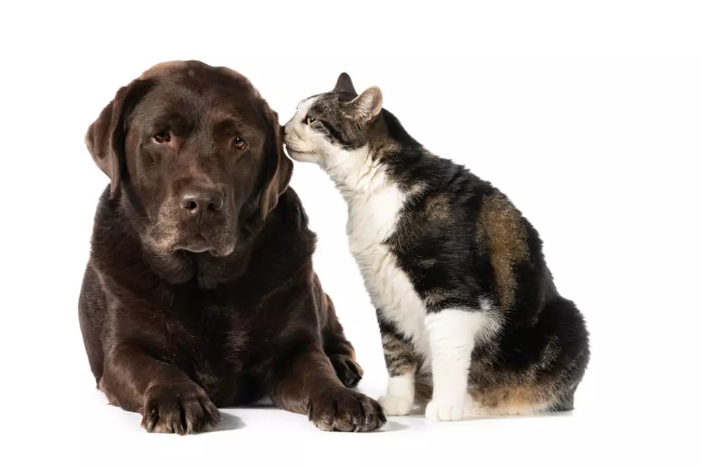 cuales son los mejores seguros para mascotas